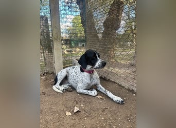 Lola - Dalmatiner x Gazelle = Pointer Lola