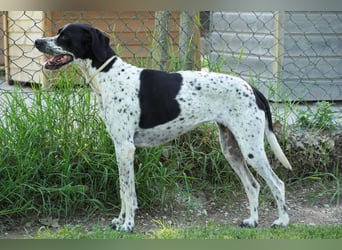 Lola - Dalmatiner x Gazelle = Pointer Lola