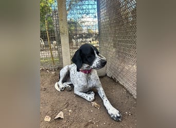 Lola - Dalmatiner x Gazelle = Pointer Lola