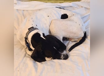 Dalton - Zeit endlich zur Ruhe zu kommen