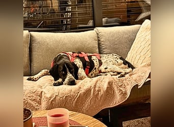 Lola - Dalmatiner x Gazelle = Pointer Lola