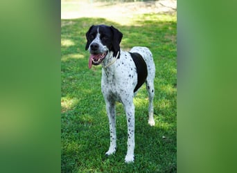 Lola - Dalmatiner x Gazelle = Pointer Lola