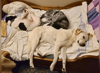 Dalton - Zeit endlich zur Ruhe zu kommen