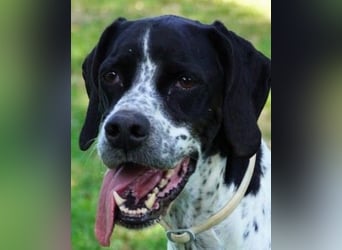 Lola - Dalmatiner x Gazelle = Pointer Lola