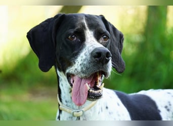 Lola - Dalmatiner x Gazelle = Pointer Lola