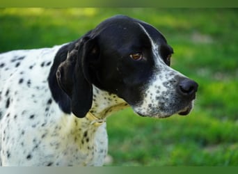 Lola - Dalmatiner x Gazelle = Pointer Lola