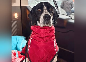 Lola - Dalmatiner x Gazelle = Pointer Lola