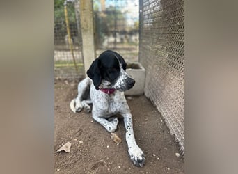 Lola - Dalmatiner x Gazelle = Pointer Lola