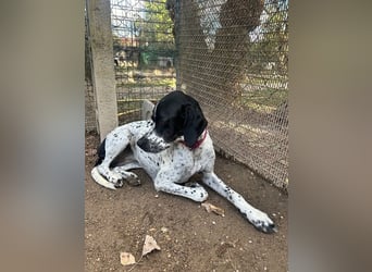 Lola - Dalmatiner x Gazelle = Pointer Lola