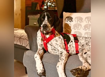 Lola - Dalmatiner x Gazelle = Pointer Lola