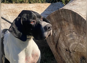 Dalton - Zeit endlich zur Ruhe zu kommen