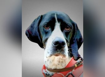 Lola - Dalmatiner x Gazelle = Pointer Lola