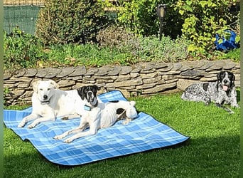 Dalton - Zeit endlich zur Ruhe zu kommen