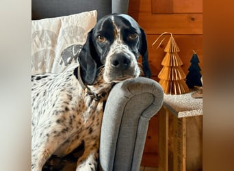 Lola - Dalmatiner x Gazelle = Pointer Lola