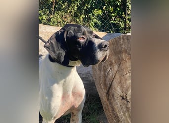 Dalton - Zeit endlich zur Ruhe zu kommen