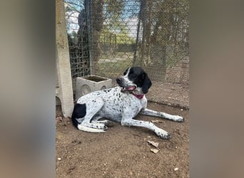 Lola - Dalmatiner x Gazelle = Pointer Lola