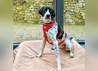 Lola - Dalmatiner x Gazelle = Pointer Lola