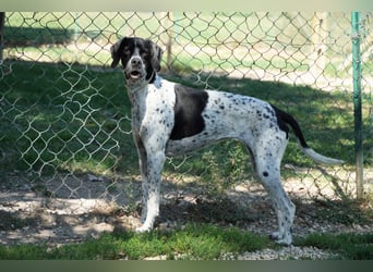 Lola - Dalmatiner x Gazelle = Pointer Lola