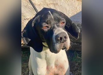 Dalton - Zeit endlich zur Ruhe zu kommen