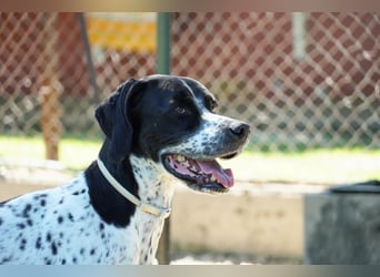 Lola - Dalmatiner x Gazelle = Pointer Lola