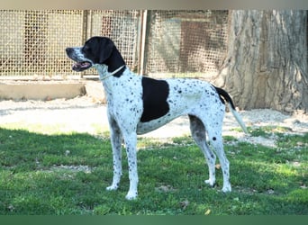 Lola - Dalmatiner x Gazelle = Pointer Lola