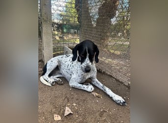 Lola - Dalmatiner x Gazelle = Pointer Lola