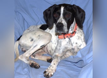 Agathi - tolle junge Hündin - Tierhilfe Franken e.V.