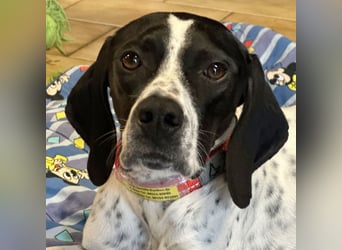 Agathi - tolle junge Hündin - Tierhilfe Franken e.V.