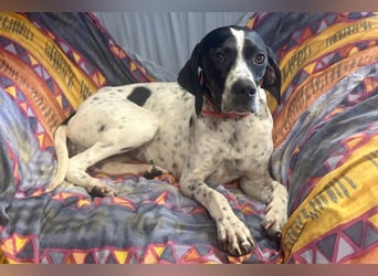 Agathi - tolle junge Hündin - Tierhilfe Franken e.V.