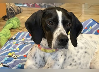 Agathi - tolle junge Hündin - Tierhilfe Franken e.V.