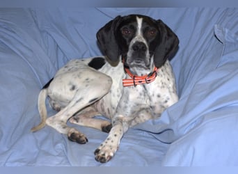 Agathi - tolle junge Hündin - Tierhilfe Franken e.V.