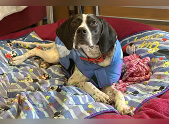 Agathi - tolle junge Hündin - Tierhilfe Franken e.V.