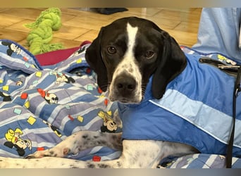 Agathi - tolle junge Hündin - Tierhilfe Franken e.V.