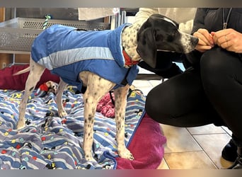 Agathi - tolle junge Hündin - Tierhilfe Franken e.V.