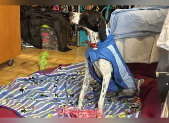 Agathi - tolle junge Hündin - Tierhilfe Franken e.V.