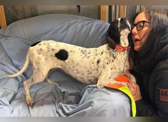 Agathi - tolle junge Hündin - Tierhilfe Franken e.V.