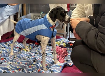 Agathi - tolle junge Hündin - Tierhilfe Franken e.V.