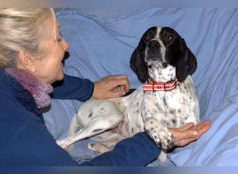Agathi - tolle junge Hündin - Tierhilfe Franken e.V.