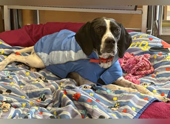 Agathi - tolle junge Hündin - Tierhilfe Franken e.V.