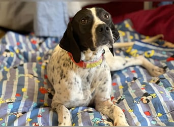 Agathi - tolle junge Hündin - Tierhilfe Franken e.V.