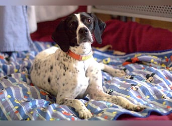 Agathi - tolle junge Hündin - Tierhilfe Franken e.V.