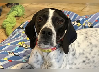 Agathi - tolle junge Hündin - Tierhilfe Franken e.V.