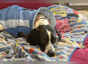 Agathi - tolle junge Hündin - Tierhilfe Franken e.V.