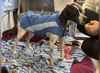 Agathi - tolle junge Hündin - Tierhilfe Franken e.V.