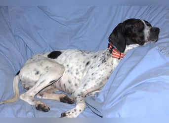 Agathi - tolle junge Hündin - Tierhilfe Franken e.V.