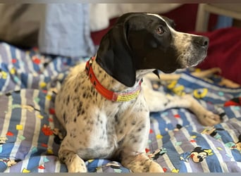 Agathi - tolle junge Hündin - Tierhilfe Franken e.V.