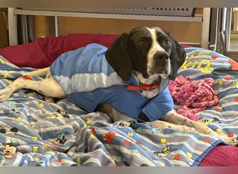 Agathi - tolle junge Hündin - Tierhilfe Franken e.V.