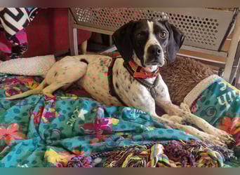 Agathi - tolle junge Hündin - Tierhilfe Franken e.V.