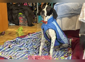 Agathi - tolle junge Hündin - Tierhilfe Franken e.V.