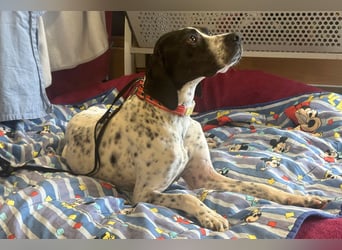 Agathi - tolle junge Hündin - Tierhilfe Franken e.V.